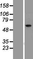 RIOK1 Protein (Over-Expression Lysate Myc-DDK (Flag))