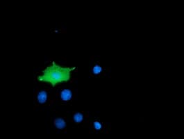 MICAL1 / MICAL Antibody (clone OTI3C6)