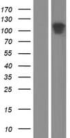 SEMA6B / Semaphorin 6B Protein (Over-Expression Lysate Myc-DDK (Flag))