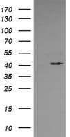 MAPK13 / p38delta Antibody (clone OTI2G6)