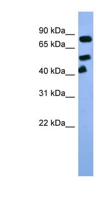ARNT / HIF-1-Beta Antibody (C-Terminus)