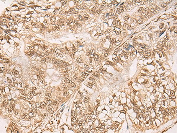 WEE1 Antibody