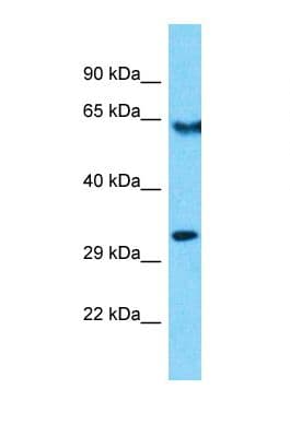 OR10R2 Antibody (aa229-278)