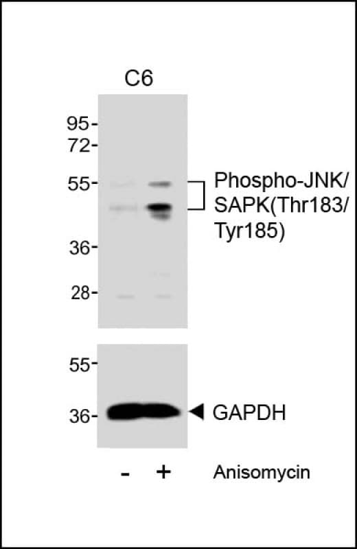 MAPK9 / JNK2 Antibody (phospho-Thr183/pTyr185)