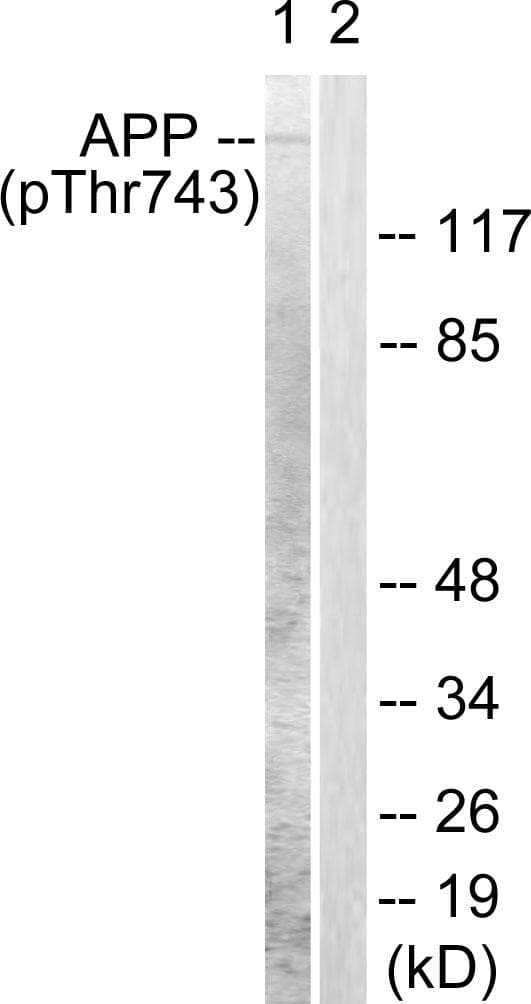 Polyclonal Rabbit anti-Human APP / Beta Amyloid Precursor Antibody (phospho-Thr743/668, IHC, IF, WB)