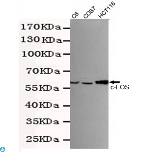 FOS / c-FOS Antibody