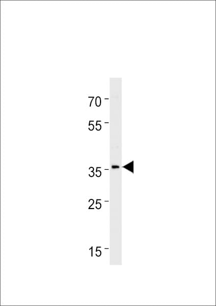 HOXC13 Antibody (aa276-302)