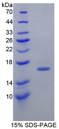 Guinea pig TTR / Transthyretin Protein (Recombinant His-T7)