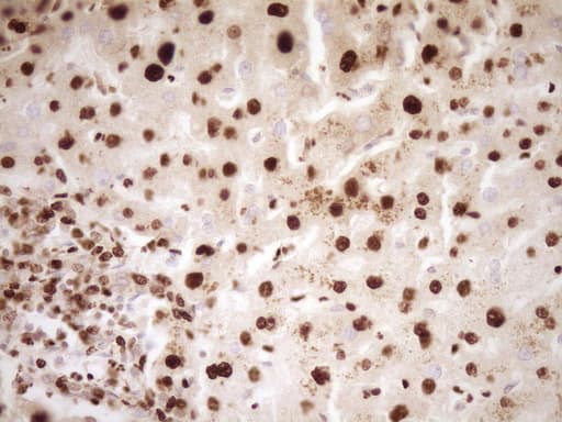 SAE1 Antibody (clone OTI6C7, Carrier-free)
