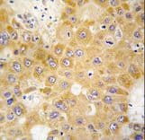 APH1A / APH-1 Antibody (aa77-109)