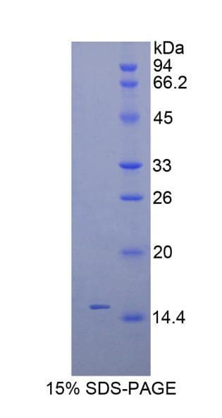 Mouse INHBC Protein (Recombinant His)