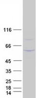 Human SPN / CD43 Protein (Recombinant Myc-DDK (Flag))