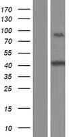 Human NXF1 / TAP Protein (Over-Expression Lysate Myc-DDK (Flag))