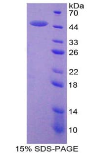 Mouse MMP3 Protein (Recombinant His-T7)