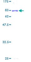 Human CYP3A5 Protein (Recombinant GST)