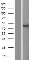GMPPA Protein (Over-Expression Lysate Myc-DDK (Flag))