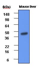 Monoclonal Mouse anti-Human BHMT Antibody (clone 3D6, aa1-406, WB)