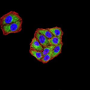 KDM3A / JMJD1A Antibody (clone 3G10C2)