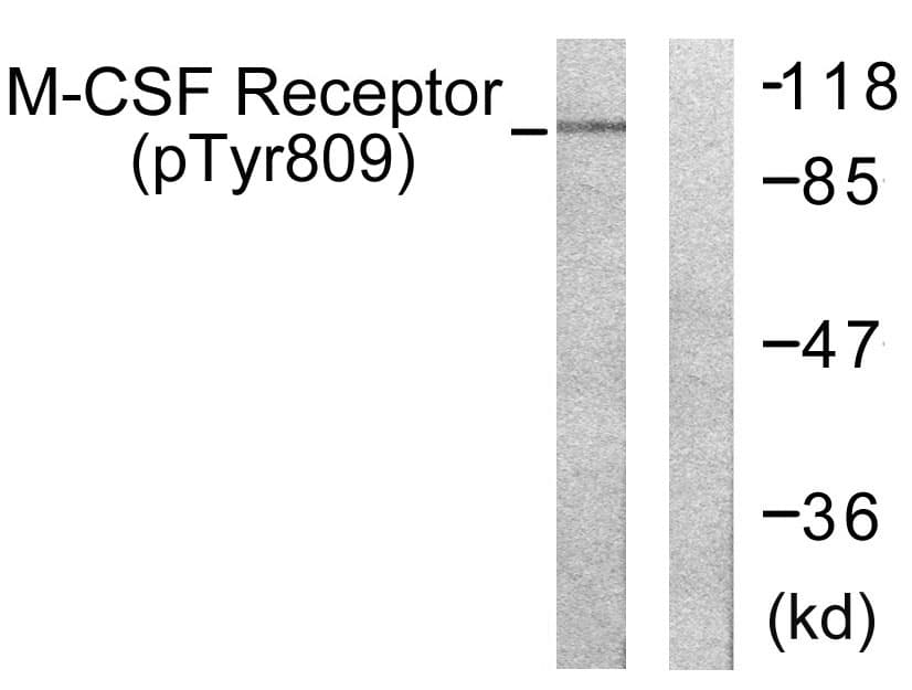 CSF1R / CD115 / FMS Antibody (phospho-Tyr809)