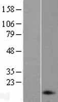 Human NPPA / ANP Protein (Over-Expression Lysate Myc-DDK (Flag))