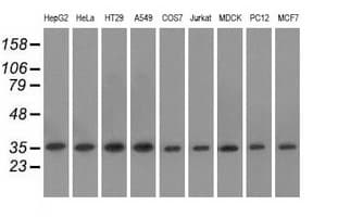 EIF2S1 Antibody (clone OTI3H4)