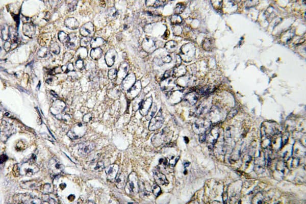 Polyclonal Rabbit anti-Human ARFGEF2 / BIG2 Antibody (Leu1527, IHC, IF, WB)