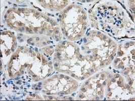 SNX9 / WISP Antibody (clone OTI1E4)