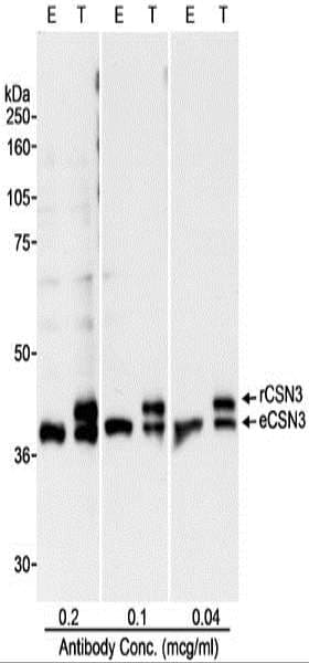 COPS3 / CSN3 Antibody (aa325-375)