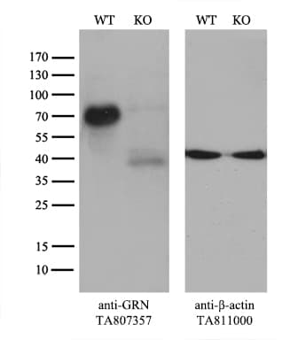 GRN / Granulin Antibody (aa327-593, clone OTI2D1)
