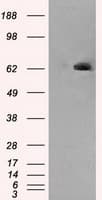 LTA4H / LTA4 Antibody (clone 8F4, Carrier-free)