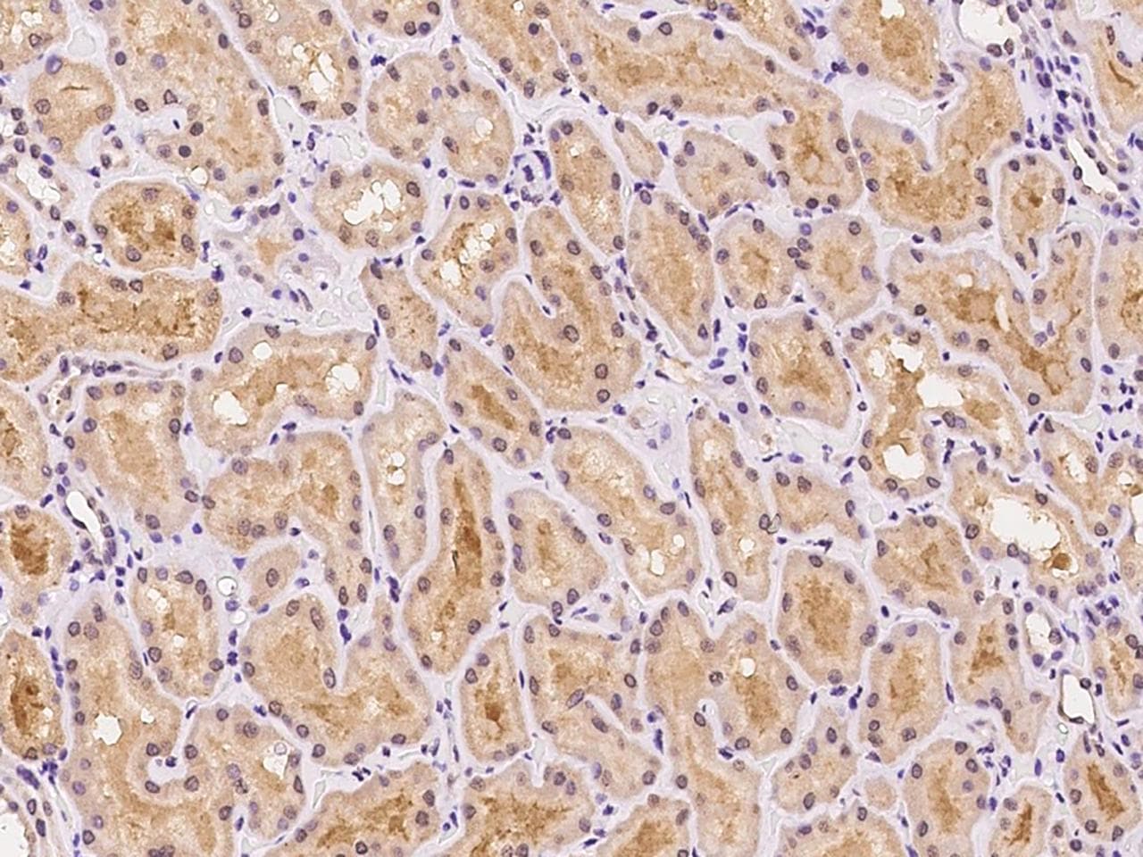MTG1 / Mitochondrial GTPase 1 Antibody
