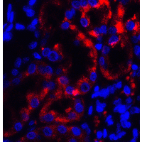 IHC-plus™ TRPV4 Antibody