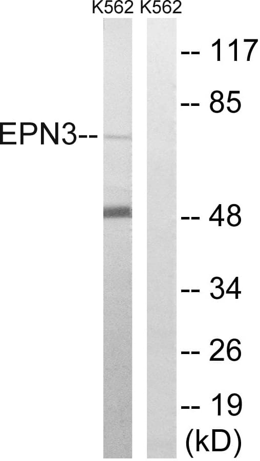EPN3 Antibody (aa401-450)
