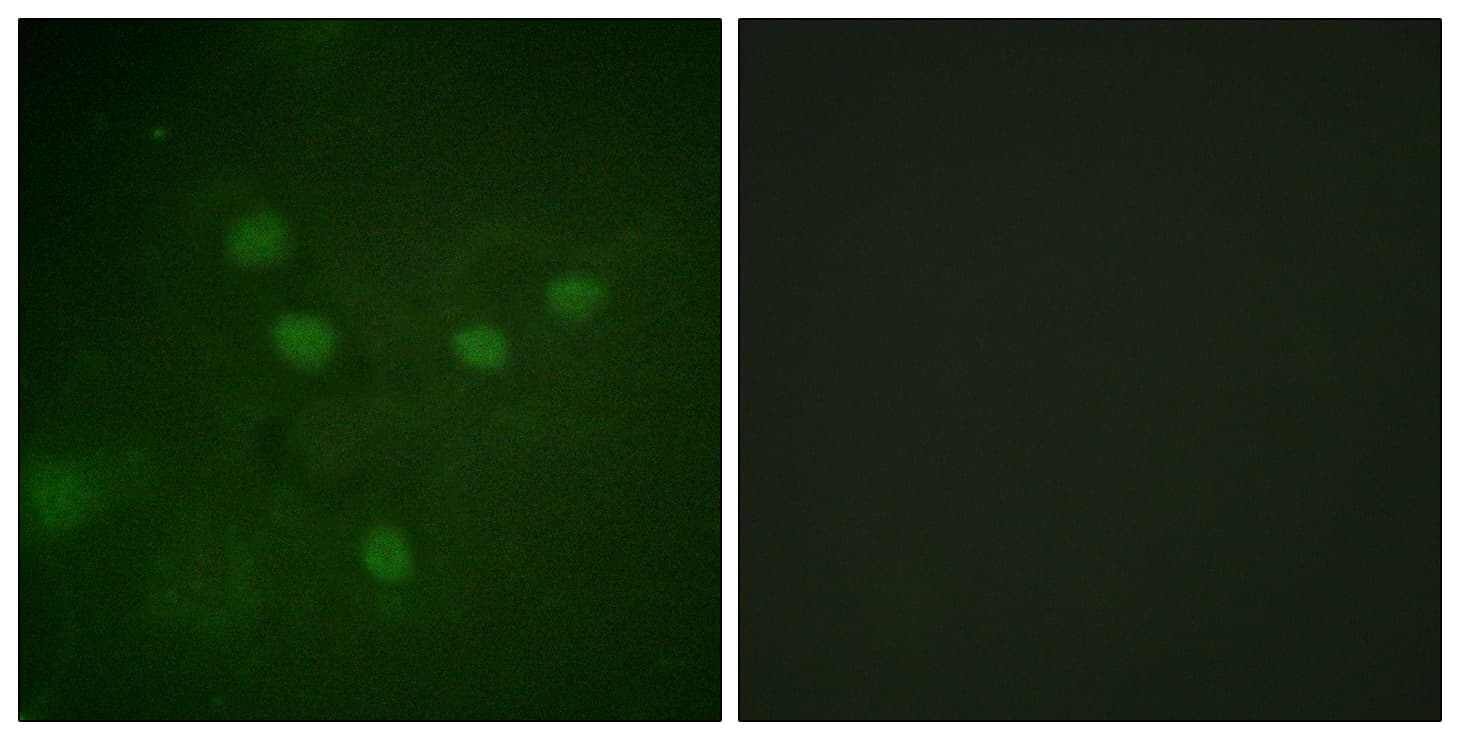 Polyclonal Rabbit anti-Human NFAT5 Antibody (phospho-Ser1197, IF)