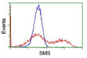 SMS / Spermine Synthase Antibody (clone OTI5C12)