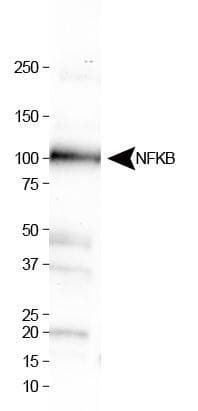 NFKB1 / NF-Kappa-B Antibody