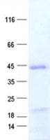 Human ZNF707 Protein (Recombinant His, N-Terminal)