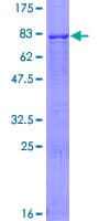 Human ZNF230 Protein (Recombinant GST)