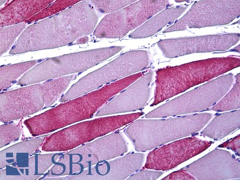 IHC-plus™ MtTFA / TFAM Antibody (aa131-180)