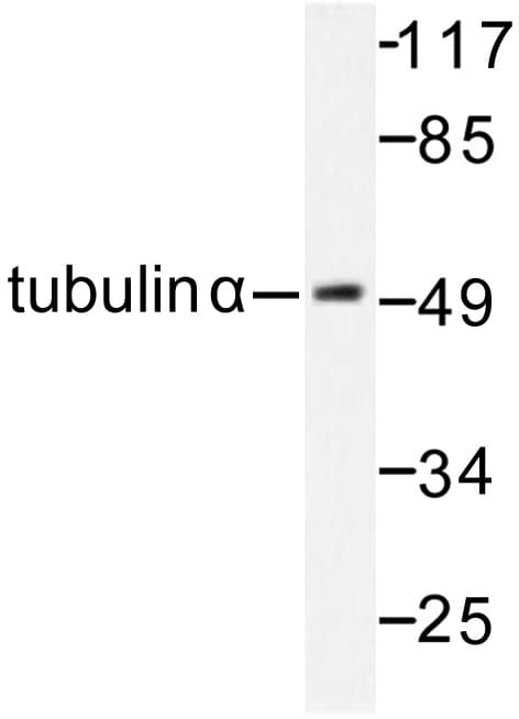 Polyclonal Rabbit anti-Human Alpha Tubulin Antibody (Gly436, IHC, IF, WB)
