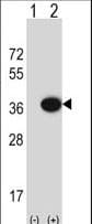 MOSC2 Antibody (aa270-300)