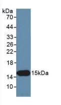 INHBC Antibody (Cy3)