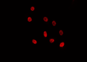 ZNF691 Antibody