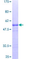Human APBB1IP / RIAM Protein (Recombinant GST)