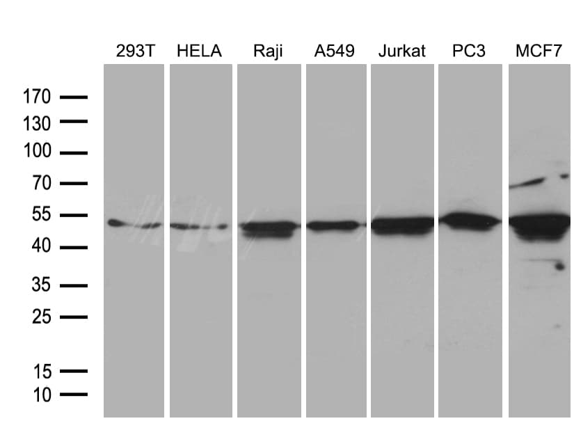 BAG5 Antibody (clone OTI1E1, Carrier-free)