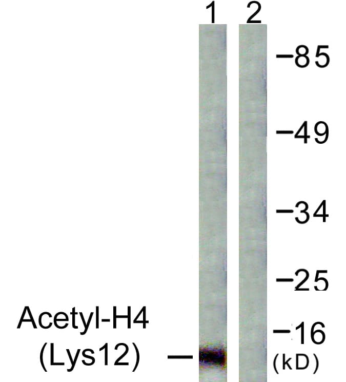 Histone H4 Antibody (Acetyl-Lys12)