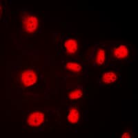 Histone H3 Antibody (N-Terminus)