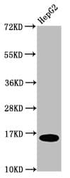 HIST1H3A Antibody