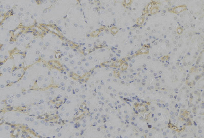 PEX12 Antibody