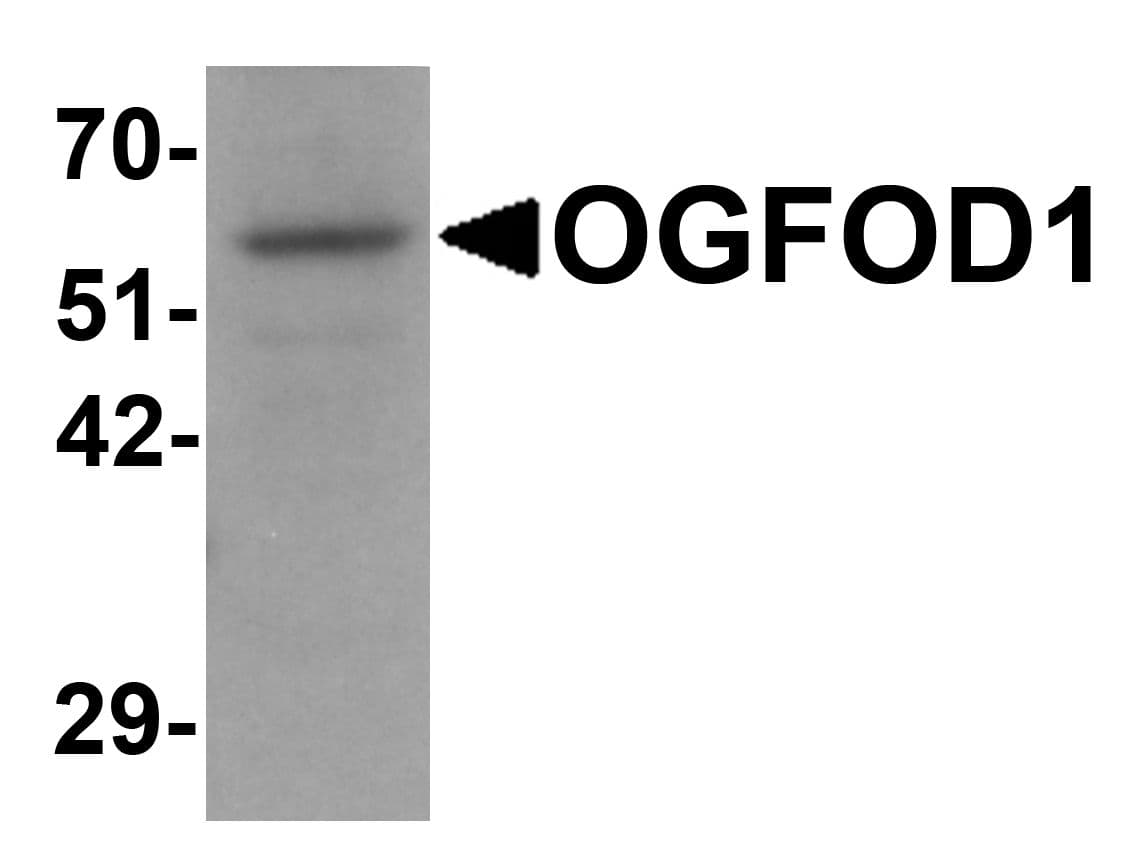 IHC-plus™ OGFOD1 Antibody